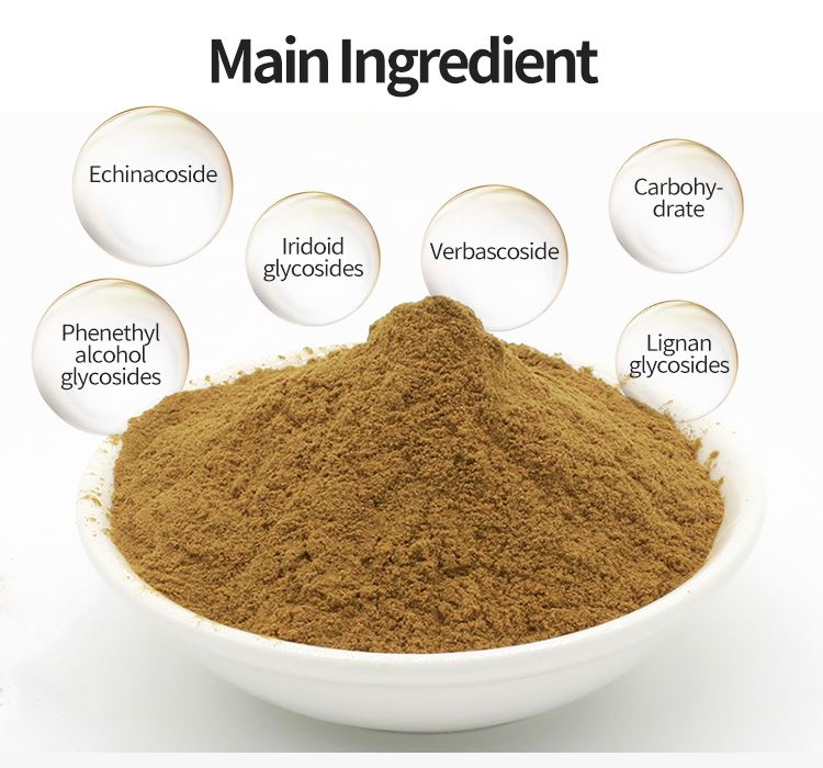 cistanche extract
