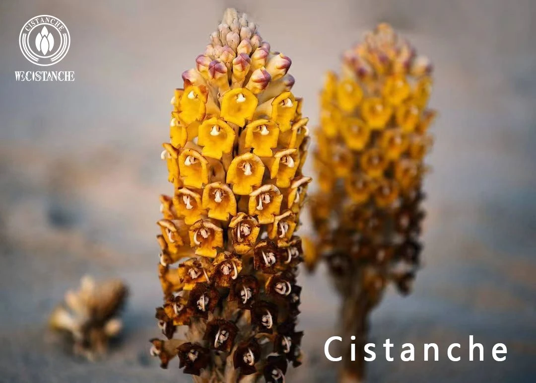 Cistanche deserticola Cistanche deserticola