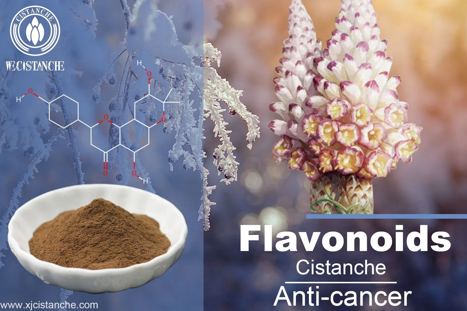 Flavonoids of Cistanche Flavonoids of Cistanche