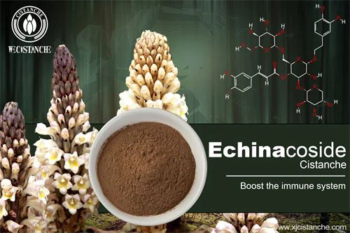 Cistanche deserticola have many effects, click here to know more Cistanche deserticola have many effects, click here to know more