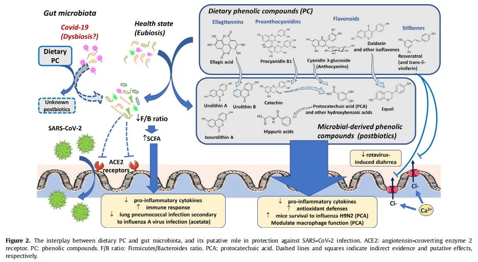 The interplay between dietary PC and gut microbiota, and its putative role in protection against SARS-CoV-2 infection.