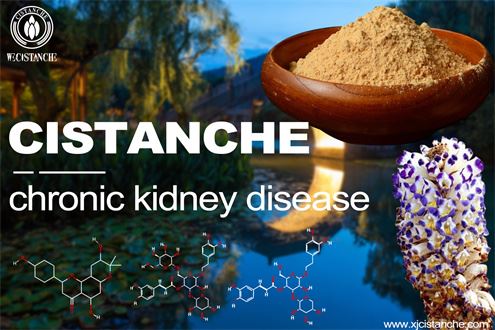 benefit of cistanche herb benefit of cistanche herb