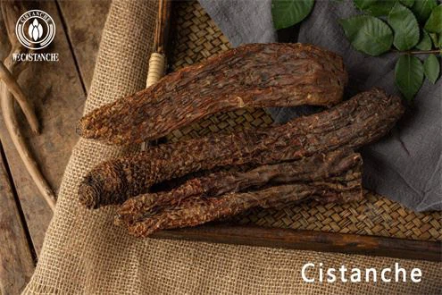 Cistanche