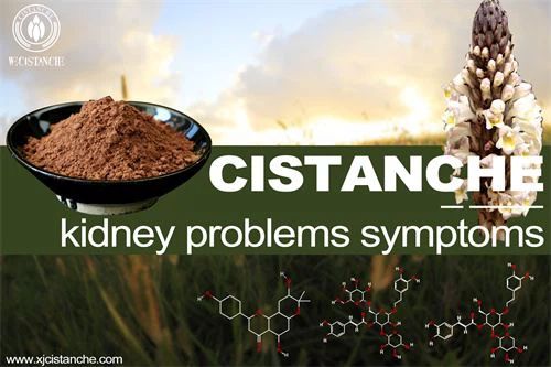 Cistanche-kidney prodlems symptoms-4(100)
