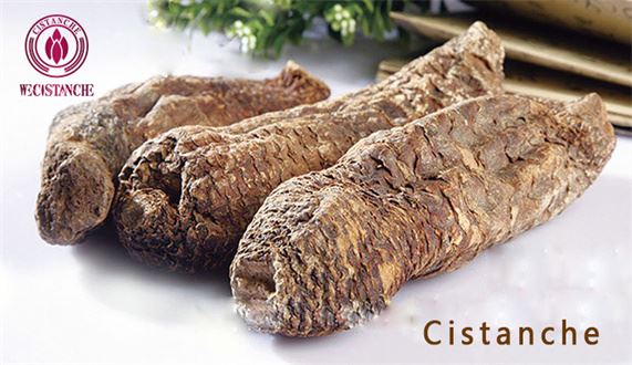 cistanche stems