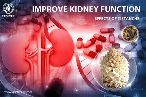cistanche is good for choric kidney disease cistanche is good for choric kidney disease