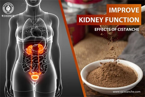effects of cistanche extract powder:improve kidney function5 effects of cistanche extract powder:improve kidney function5