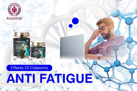 Anti-fatigue Cistanche