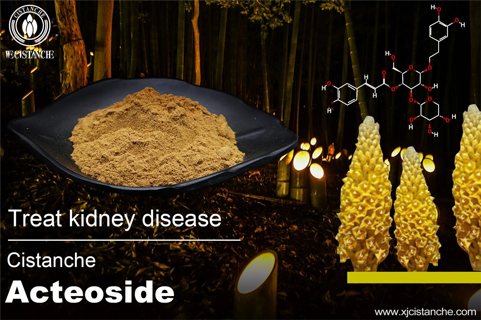 the best kidney supplement the best kidney supplement