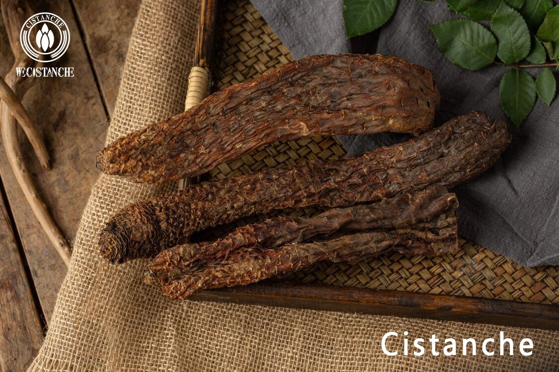 cistanche