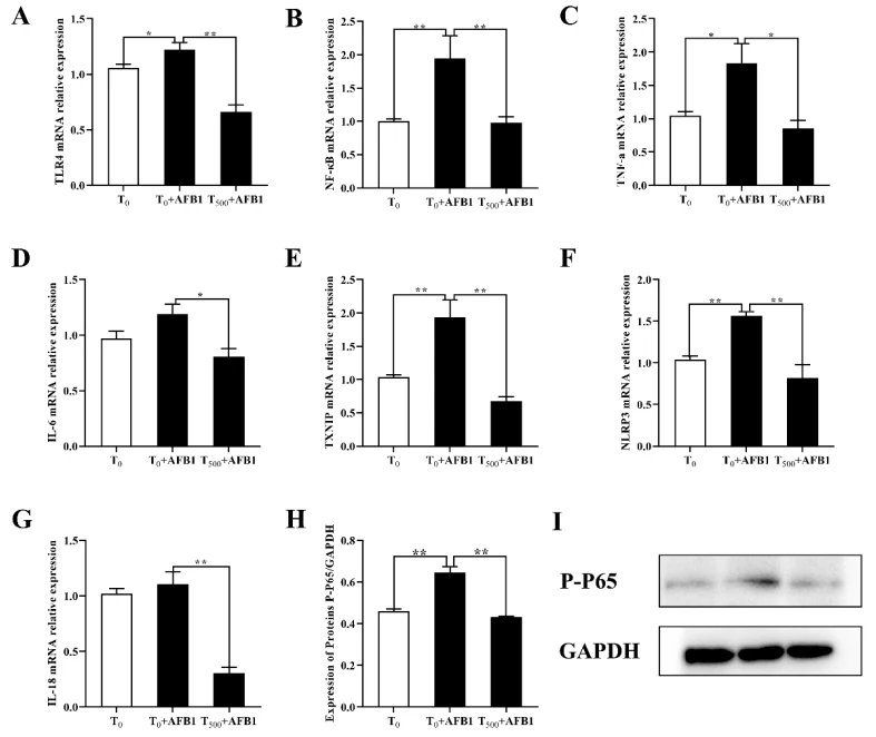 cistanche Alleviated Acute Ileum Damage