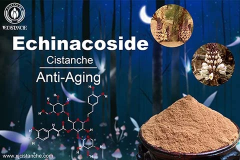 cistanche Alleviated Acute Ileum Damage