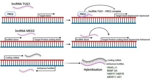 image Fig. 3 – Regulatory mechanisms of lncRNAs in HD