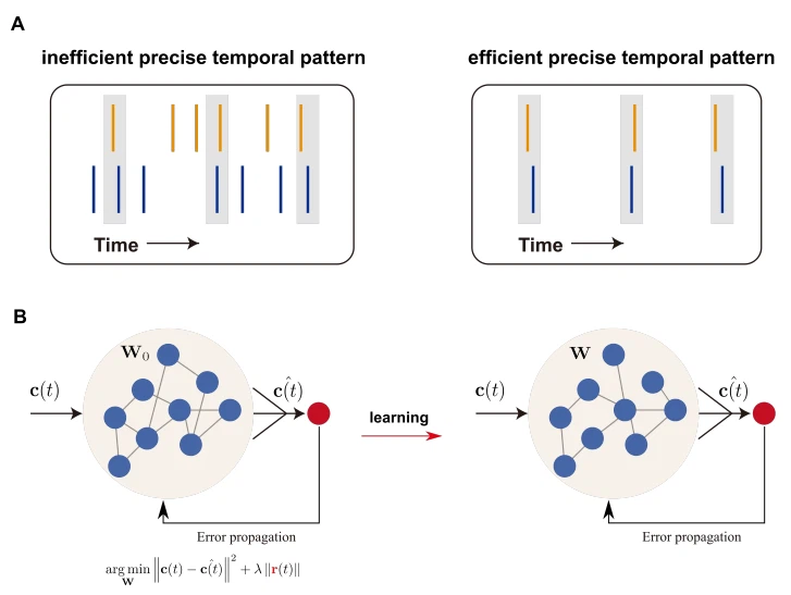 best herbs for brain energy best herbs for brain energy