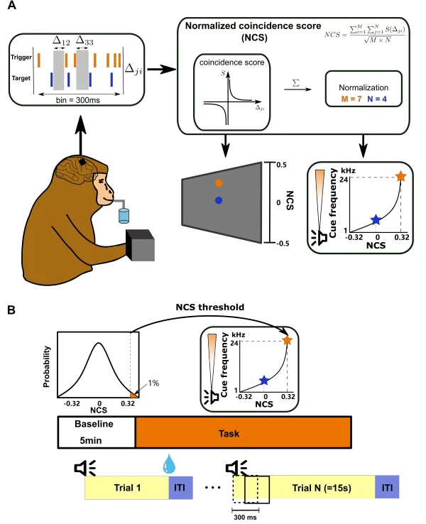 best herbs for brain energy best herbs for brain energy