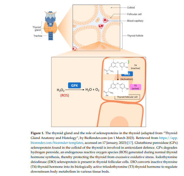 when to take cistanche