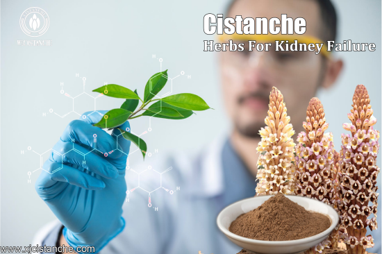 best herbs for kidney function