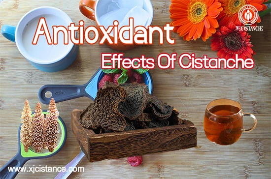 Desert ginseng-Antioxidant