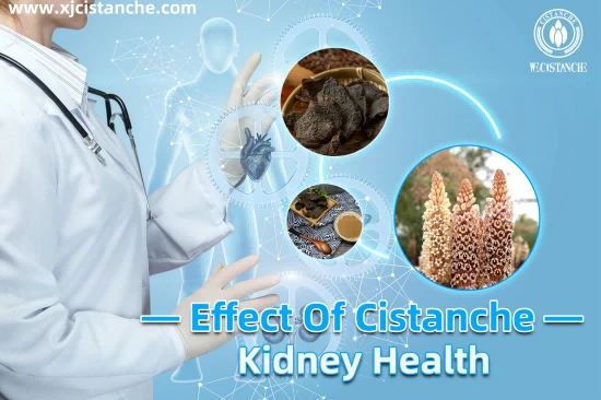 cistanche benefits for kidney function function cistanche benefits for kidney function function